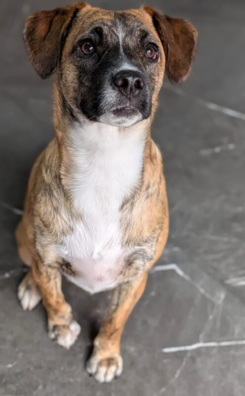 Carica e Vota - Maggio 2026