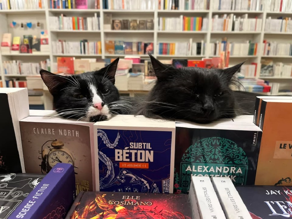 Due gatti salvati che dormono sopra una pila di libri nella libreria con gatti di Aix-en-Provence
