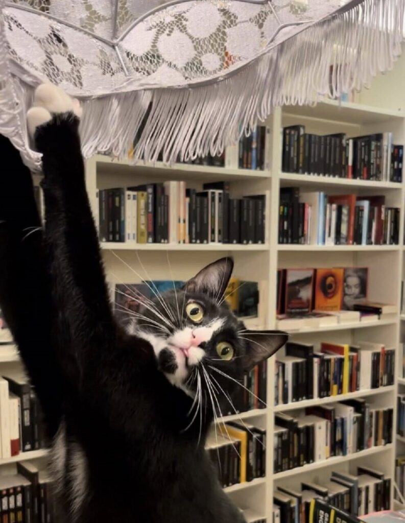 Libreria con gatti: a Aix-en-Provence il rifugio magico di Mon Chat Pitre