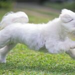 Maltese che corre sul prato: è una delle razze canine più antiche con raffigurazioni già nell’Antica Grecia e nell’Impero Romano