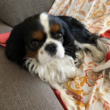 Carica e Vota - Maggio 2026