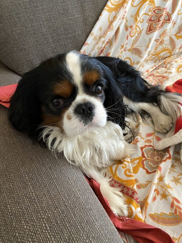 Carica e Vota - Maggio 2026