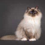 Sacro di Birmania in posa