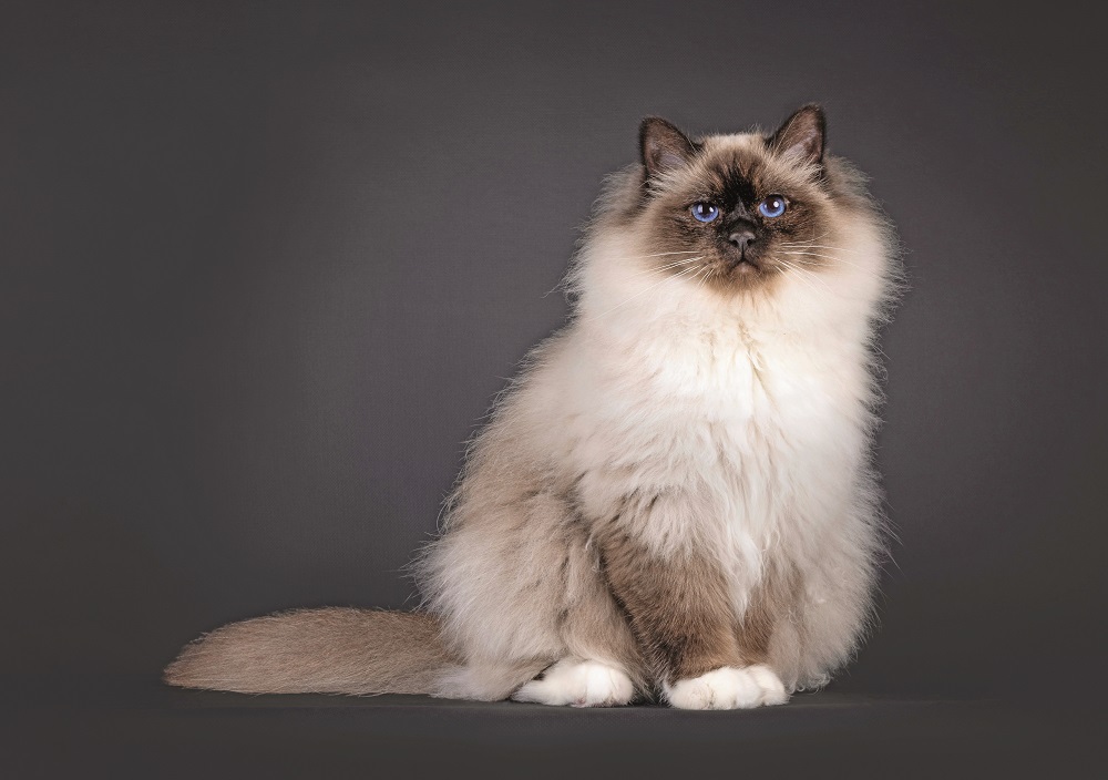 Sacro di Birmania in posa