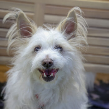 Concorso Fotografico - QuattroZampe in Fiera - Napoli - Aprile 2026