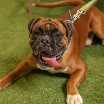 Concorso Fotografico - QuattroZampe in Fiera - Napoli - Aprile 2026