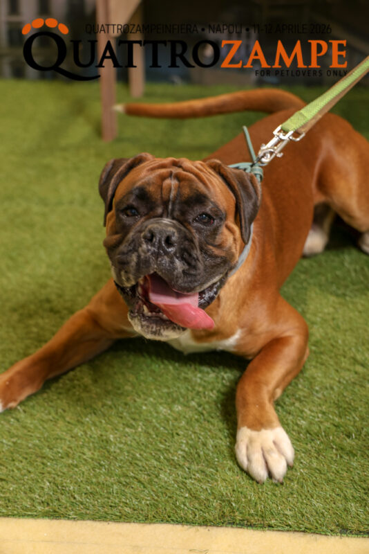 Concorso Fotografico - QuattroZampe in Fiera - Napoli - Aprile 2026
