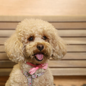 Concorso Fotografico - QuattroZampe in Fiera - Napoli - Aprile 2026