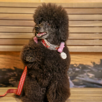 Concorso Fotografico - QuattroZampe in Fiera - Napoli - Aprile 2026