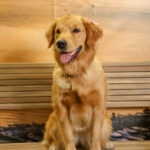 Concorso Fotografico - QuattroZampe in Fiera - Napoli - Aprile 2026