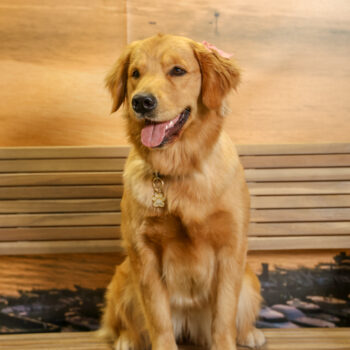 Concorso Fotografico - QuattroZampe in Fiera - Napoli - Aprile 2026