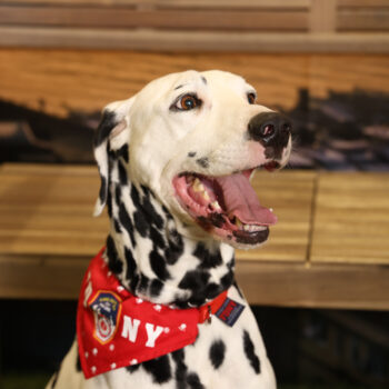 Concorso Fotografico - QuattroZampe in Fiera - Napoli - Aprile 2026