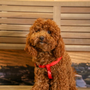 Concorso Fotografico - QuattroZampe in Fiera - Napoli - Aprile 2026