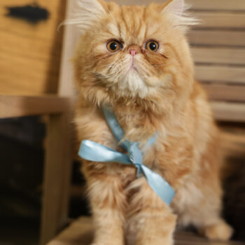 Concorso Fotografico - QuattroZampe in Fiera - Napoli - Aprile 2026