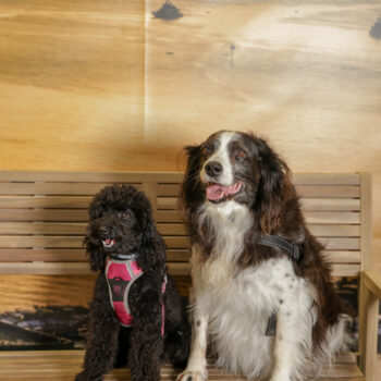 Concorso Fotografico - QuattroZampe in Fiera - Napoli - Aprile 2026