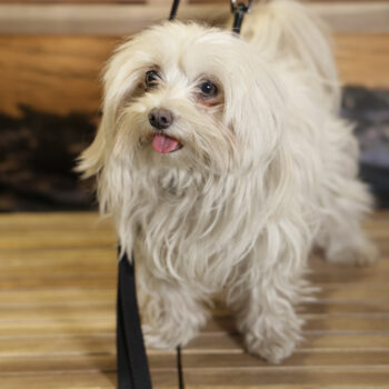 Concorso Fotografico - QuattroZampe in Fiera - Napoli - Aprile 2026