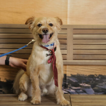 Concorso Fotografico - QuattroZampe in Fiera - Napoli - Aprile 2026