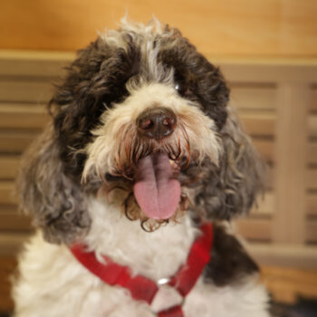 Concorso Fotografico - QuattroZampe in Fiera - Napoli - Aprile 2026