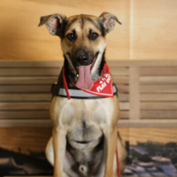 Concorso Fotografico - QuattroZampe in Fiera - Napoli - Aprile 2026