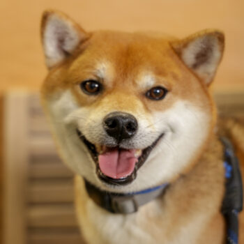 Concorso Fotografico - QuattroZampe in Fiera - Napoli - Aprile 2026