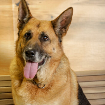 Concorso Fotografico - QuattroZampe in Fiera - Napoli - Aprile 2026