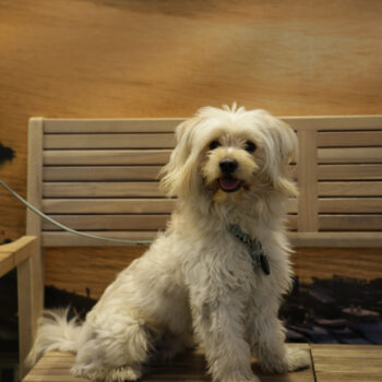 Concorso Fotografico - QuattroZampe in Fiera - Napoli - Aprile 2026