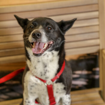 Concorso Fotografico - QuattroZampe in Fiera - Napoli - Aprile 2026