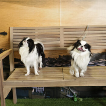 Concorso Fotografico - QuattroZampe in Fiera - Napoli - Aprile 2026