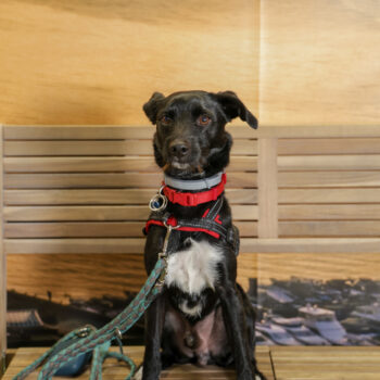 Concorso Fotografico - QuattroZampe in Fiera - Napoli - Aprile 2026