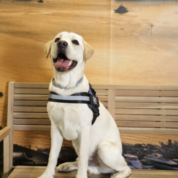 Concorso Fotografico - QuattroZampe in Fiera - Napoli - Aprile 2026