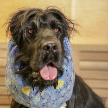 Concorso Fotografico - QuattroZampe in Fiera - Napoli - Aprile 2026