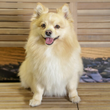 Concorso Fotografico - QuattroZampe in Fiera - Napoli - Aprile 2026