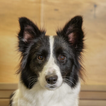 Concorso Fotografico - QuattroZampe in Fiera - Napoli - Aprile 2026