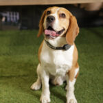 Concorso Fotografico - QuattroZampe in Fiera - Napoli - Aprile 2026