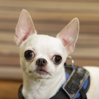 Concorso Fotografico - QuattroZampe in Fiera - Napoli - Aprile 2026