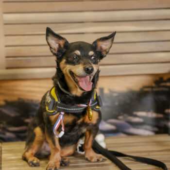 Concorso Fotografico - QuattroZampe in Fiera - Napoli - Aprile 2026