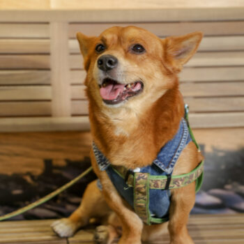 Concorso Fotografico - QuattroZampe in Fiera - Napoli - Aprile 2026