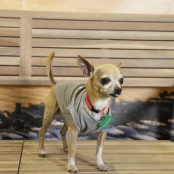 Concorso Fotografico - QuattroZampe in Fiera - Napoli - Aprile 2026