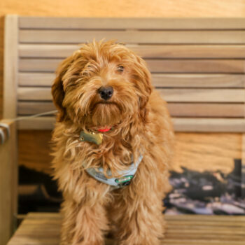 Concorso Fotografico - QuattroZampe in Fiera - Napoli - Aprile 2026