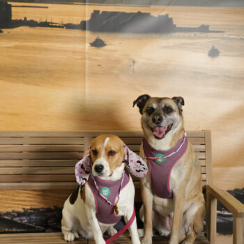 Concorso Fotografico - QuattroZampe in Fiera - Napoli - Aprile 2026