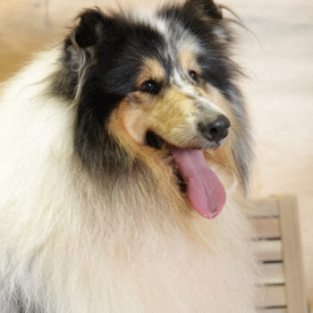 Concorso Fotografico - QuattroZampe in Fiera - Napoli - Aprile 2026