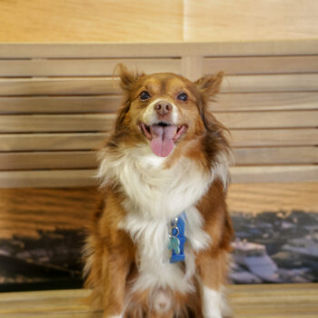 Concorso Fotografico - QuattroZampe in Fiera - Napoli - Aprile 2026