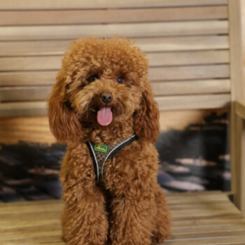 Concorso Fotografico - QuattroZampe in Fiera - Napoli - Aprile 2026