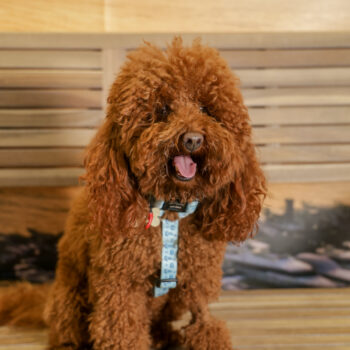 Concorso Fotografico - QuattroZampe in Fiera - Napoli - Aprile 2026