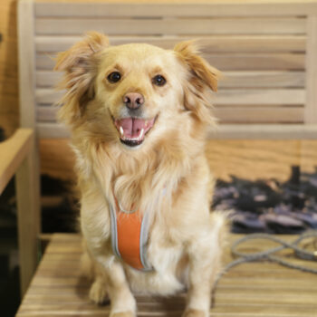 Concorso Fotografico - QuattroZampe in Fiera - Napoli - Aprile 2026