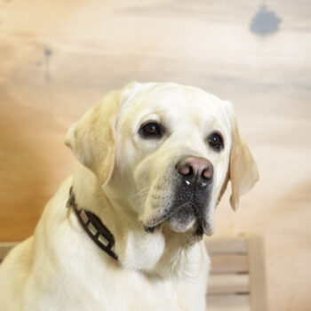 Concorso Fotografico - QuattroZampe in Fiera - Napoli - Aprile 2026