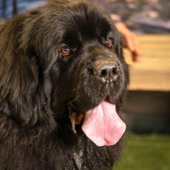 Concorso Fotografico - QuattroZampe in Fiera - Napoli - Aprile 2026