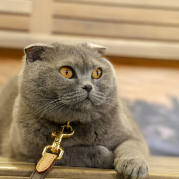 Concorso Fotografico - QuattroZampe in Fiera - Napoli - Aprile 2026