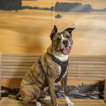 Concorso Fotografico - QuattroZampe in Fiera - Napoli - Aprile 2026