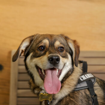 Concorso Fotografico - QuattroZampe in Fiera - Napoli - Aprile 2026